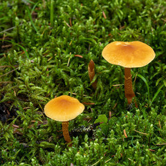 Macro photograph of two small orange mushrooms surrounded by bright green delicate moss plants. From a boreal forest setting. 