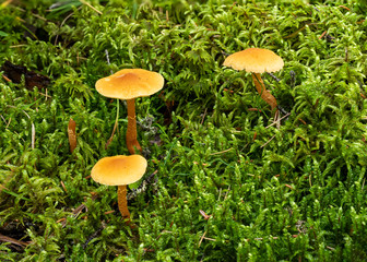 Macro photograph of three small orange mushrooms surrounded by bright green delicate moss plants. From a boreal forest setting. 