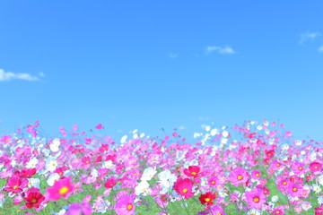 Obraz na płótnie Canvas Flower, Wildflower, Landscape
