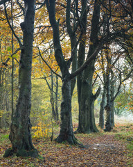 Autumn Woodland Landscape view. Gosforth. North East England. UK. 