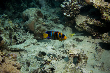 Kaiserfisch