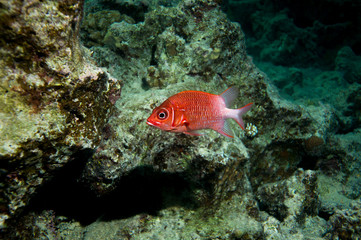 Husarenfisch