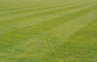 Bird on a football field