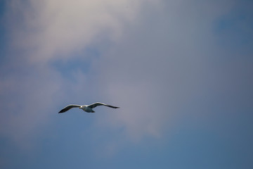 seagull flying in the sky against the background of clouds