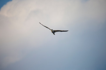 seagull flying in the sky against the background of clouds