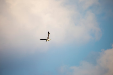 seagull flying in the sky against the background of clouds