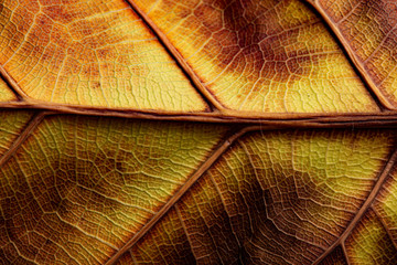 autumn leaf with yellow and brown color close up