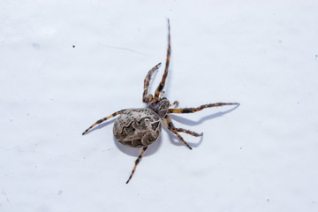 gray spider sits on old surface