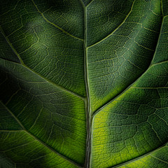 autumn leaf with yellow and green color close up