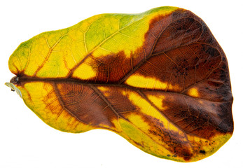 autumn leaf with yellow and brown color close up