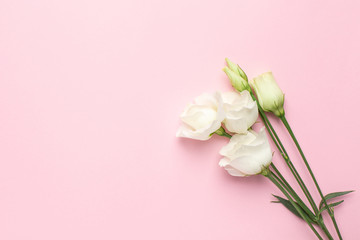 White eustoma flowers on pink background with copyspace. Minimalistic composition for the holidays.