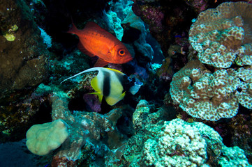 Großaugenriffbarsch