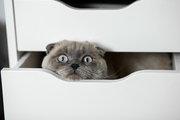 cute kitten hiding in a drawer. white Ragdoll kitten playing at home, inside room. Scottish fold
