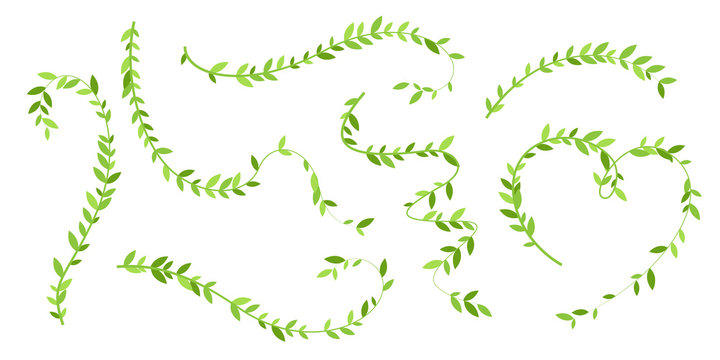 Hanging plants with green leaves. Simplistic foliage ornate design elements. Set of isolated vector decorations.