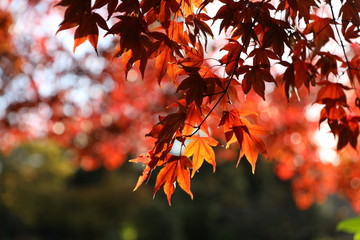 autumn background with bright leaves on tree branch