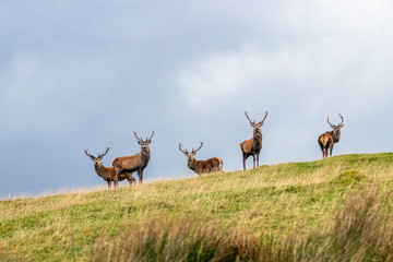Naklejka na ściany i meble Red deer of the Scottish highlands