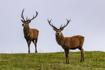 Naklejka na ściany i meble Red deer of the Scottish highlands
