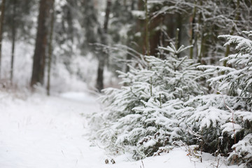 Winter landscape. Forest under the snow. Winter in the park.