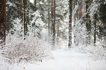 Winter landscape. Forest under the snow. Winter in the park.