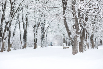 Winter landscape. Forest under the snow. Winter in the park.