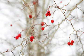 Winter landscape of country fields and roads