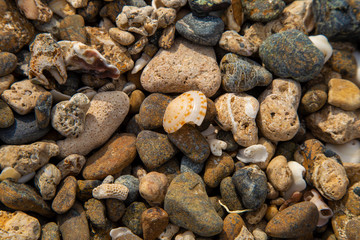 seashells on stones on the seashore