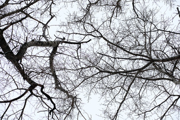Winter landscape of country fields and roads