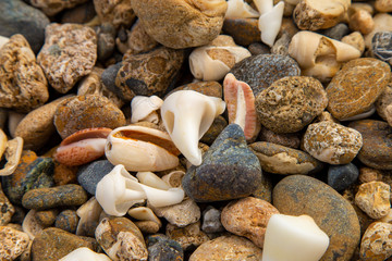 seashells on stones on the seashore