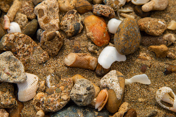seashells on stones on the seashore