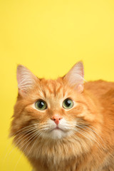  beautiful ginger cat
