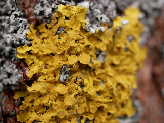 Beautiful yellow-green lichen on the bark of trees on a winter day.