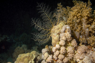 Gorgonienhaupt