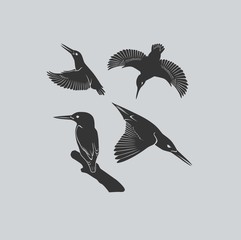 kingfisher bird