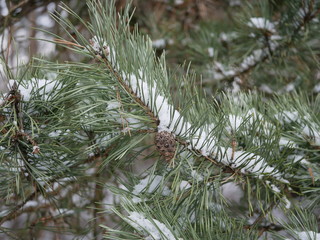 A pine branch with long green needles and a small cone is covered with a small amount of snow on a winter cloudy day.