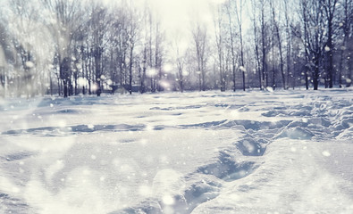 Obraz premium Winter forest landscape. Tall trees under snow cover. January frosty day in the park.