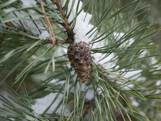 A pine branch with long green needles and a small cone is covered with a small amount of snow on a winter cloudy day.