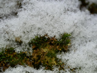 Green lush moss on a tree trunk covered with snow on a cloudy winter day.