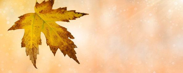 Naklejka na ściany i meble close-up autumn leaf