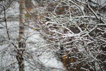 Winter Park. Landscape in snowy weather. January.