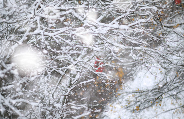 Winter Park. Landscape in snowy weather. January.
