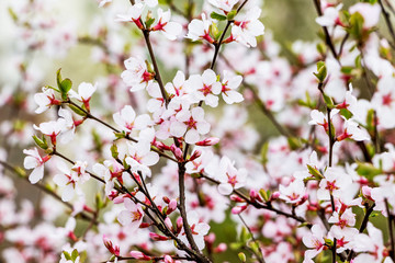 Apricot tree with abundant flowers. Flowering trees in spring_