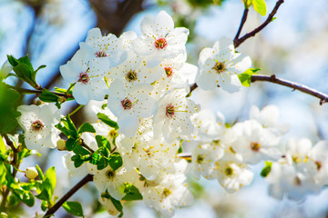 Cherry branch with white flowers in sunny weather_