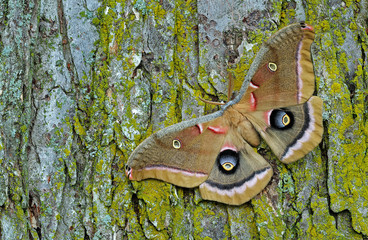Polyphemus moth (Antheraea polyphemus) resting on tree trunk - obrazy, fototapety, plakaty