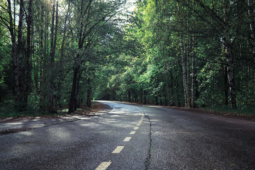 Bright spring greens at dawn in the forest. Nature comes to life in early spring.