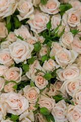 Obraz na płótnie Canvas Beige roses background. White roses horizontal seamless pattern. White roses arrangement. A huge bouquet of beige roses. vertical photo