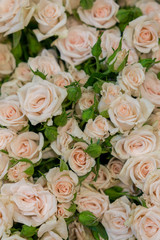 Beige roses background. White roses horizontal seamless pattern. White roses arrangement. A huge bouquet of beige roses. vertical photo