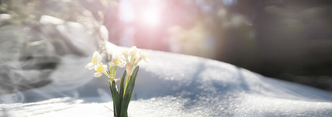 The first spring flower. Snowdrop in the forest. Spring sunny day in the forest.