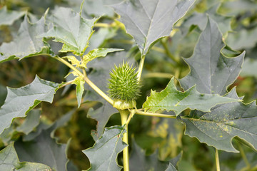 The green fruit of the durman Indian (harmless) (Datura inoxia Mill.)
