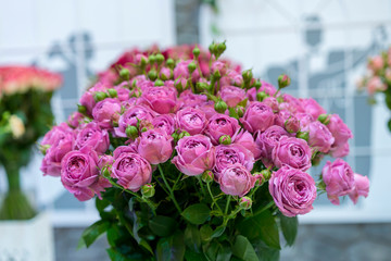 Fresh purple roses. Large, beautiful bouquet of purple roses