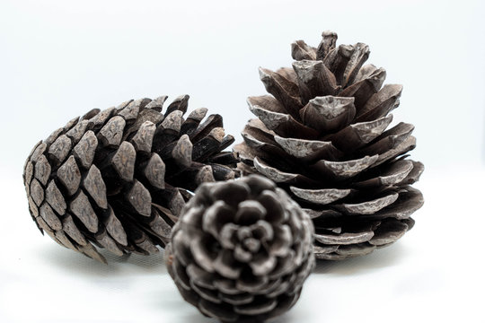 Three pine cones isolated on white background